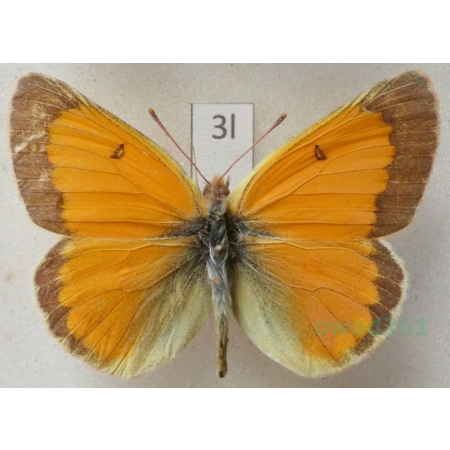 Colias hyperborea Grum-Grshimailo, 1899 male Kyrgyzstan3l